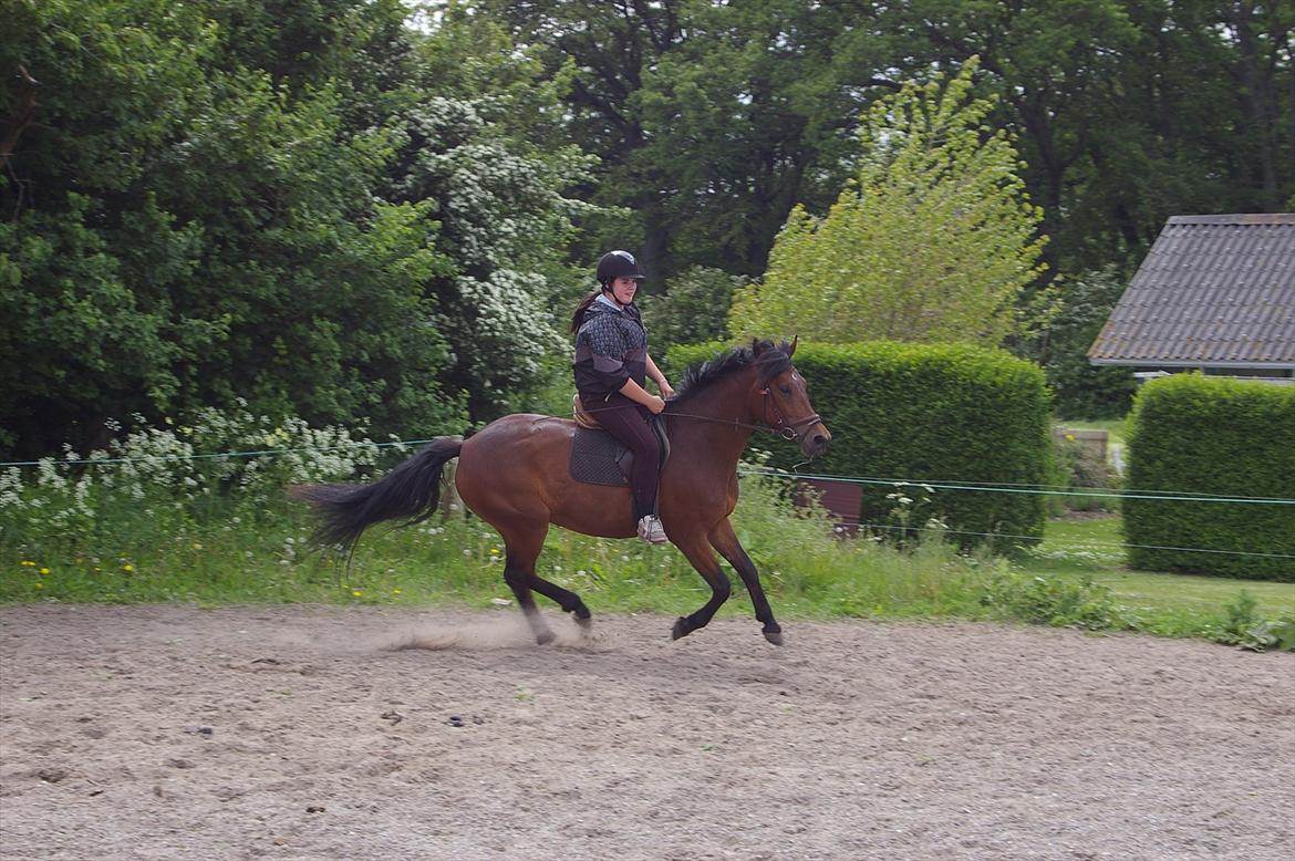 Anden særlig race Celina billede 18