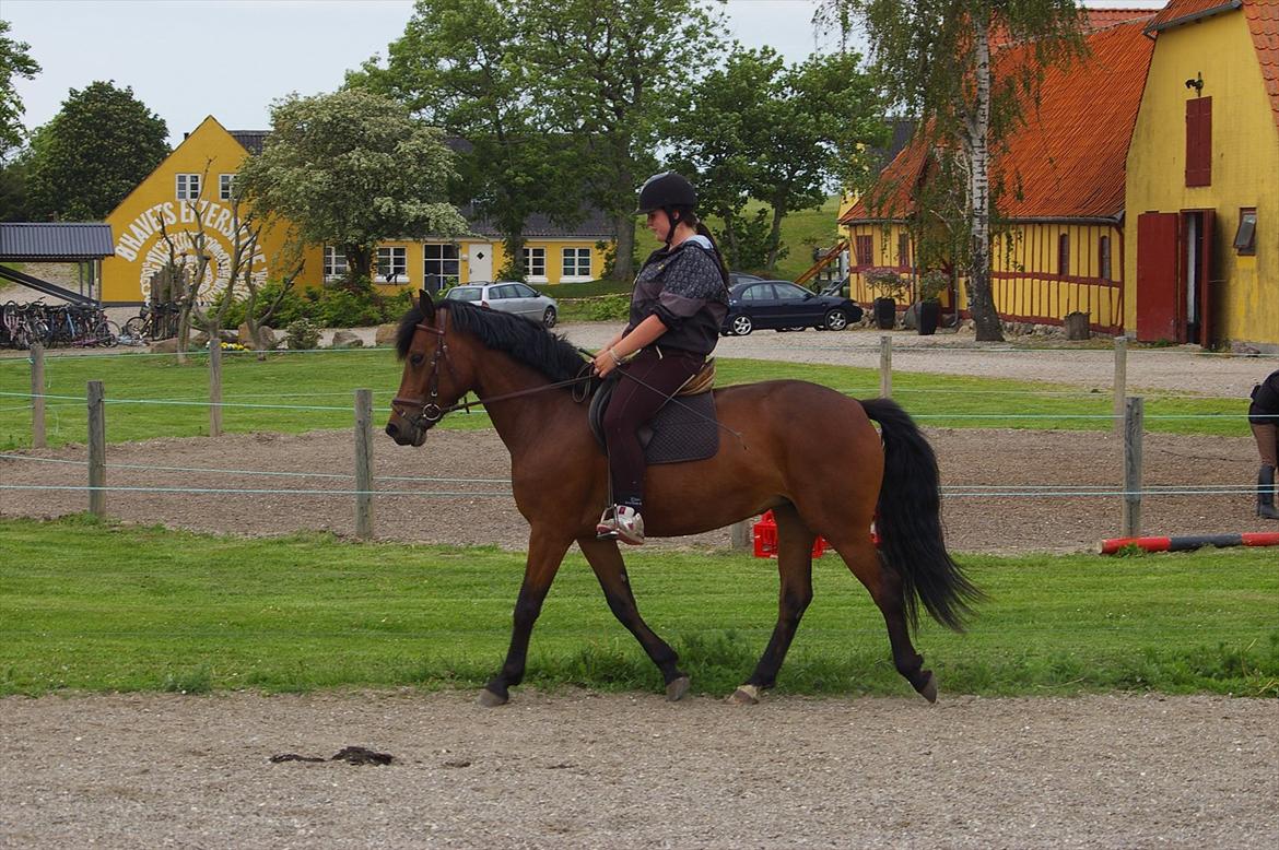 Anden særlig race Celina billede 19