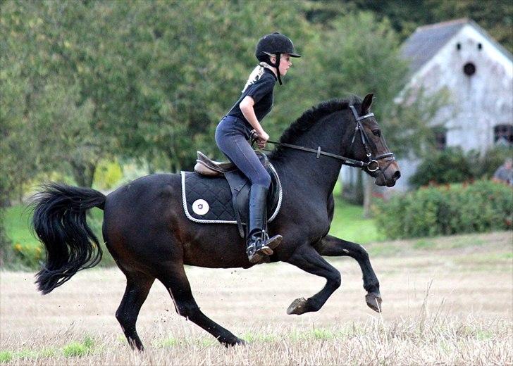Anden særlig race Vestergaardens Malou billede 4