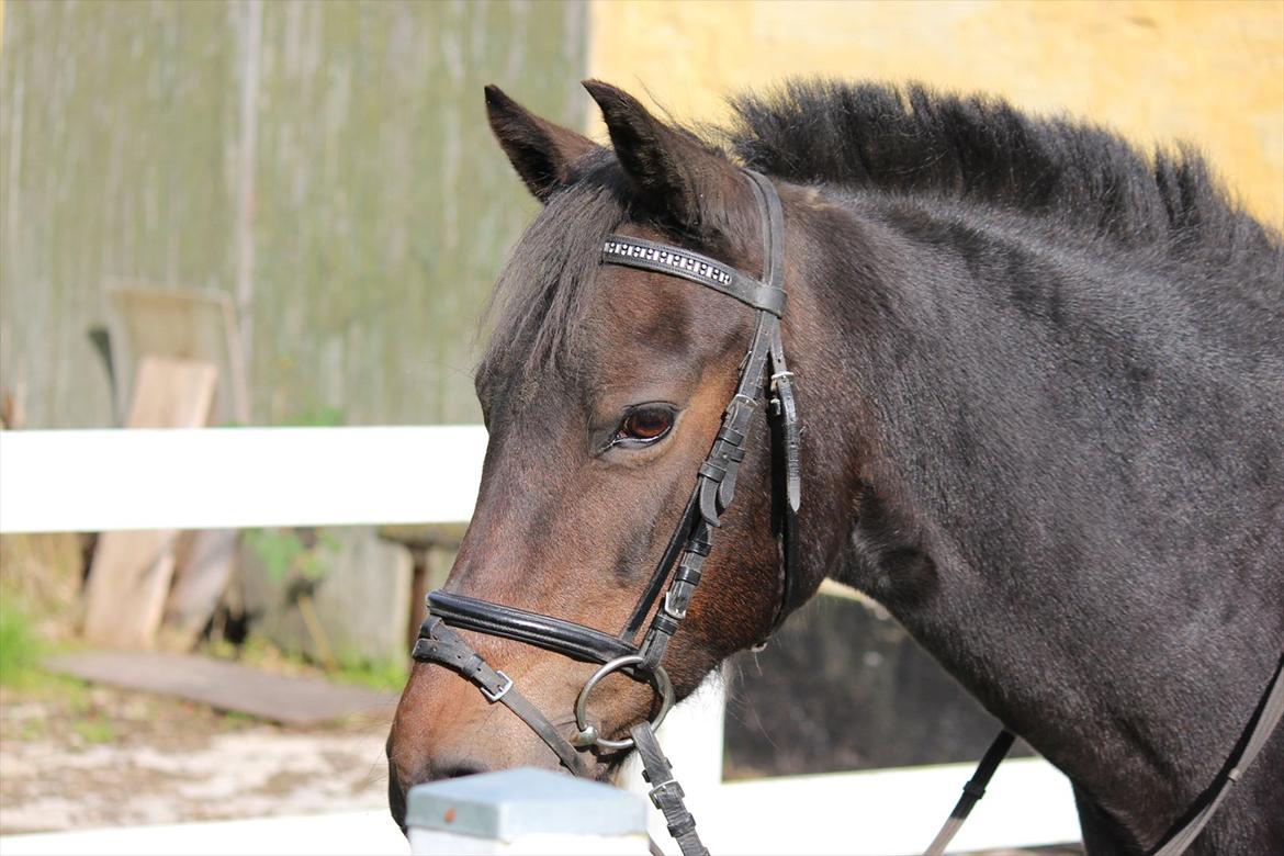 Anden særlig race Vestergaardens Malou billede 12