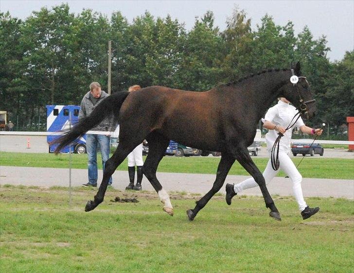 Dansk Varmblod Ajour <3 *Passer :D - Store Hestedag 2011 billede 13