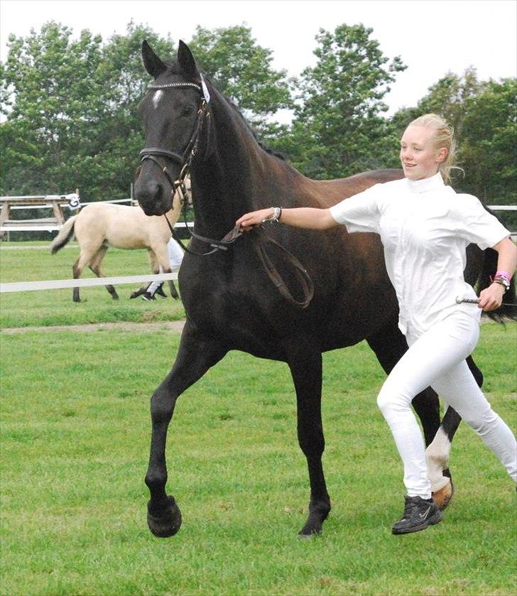 Dansk Varmblod Ajour <3 *Passer :D - Store Hestedag 2011 billede 14