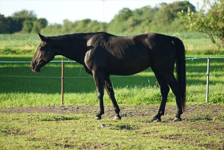 Anden særlig race Engbæks Rosetta billede 1
