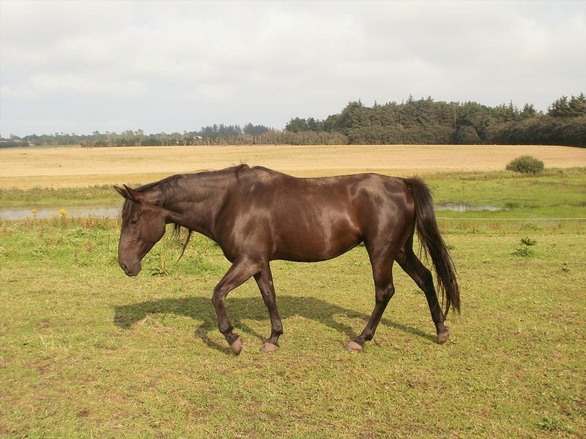 Anden særlig race Engbæks Rosetta billede 2