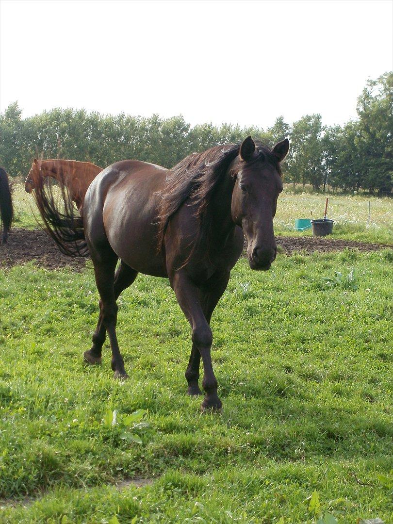 Anden særlig race Engbæks Rosetta billede 3