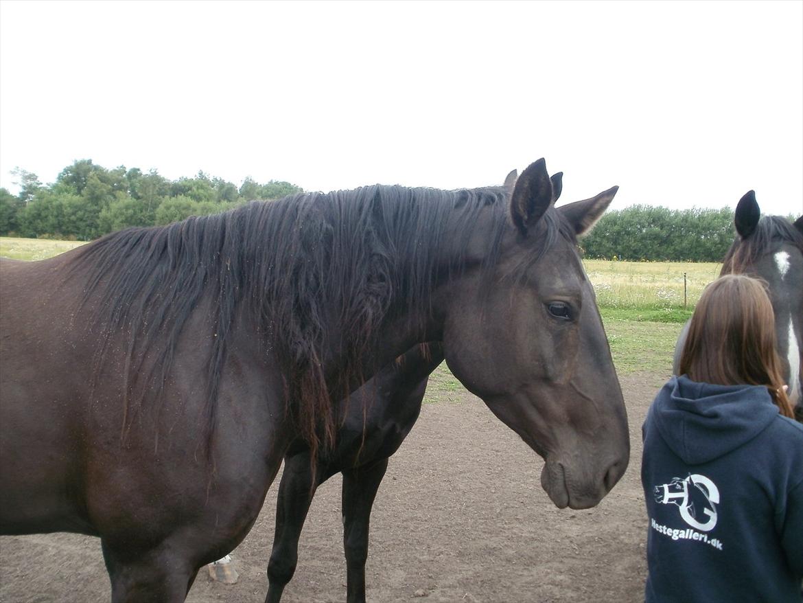 Anden særlig race Engbæks Rosetta billede 4