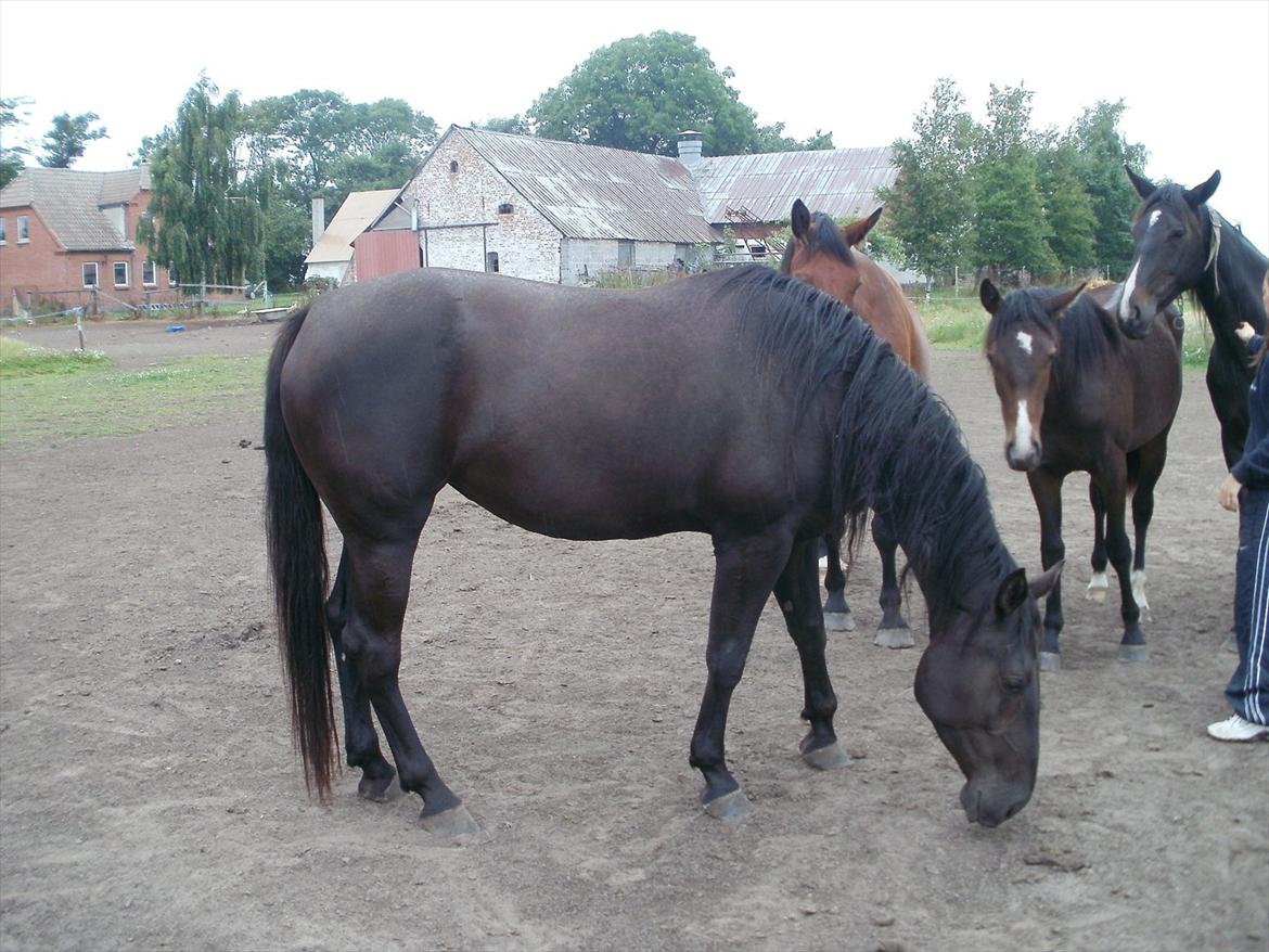 Anden særlig race Engbæks Rosetta billede 5