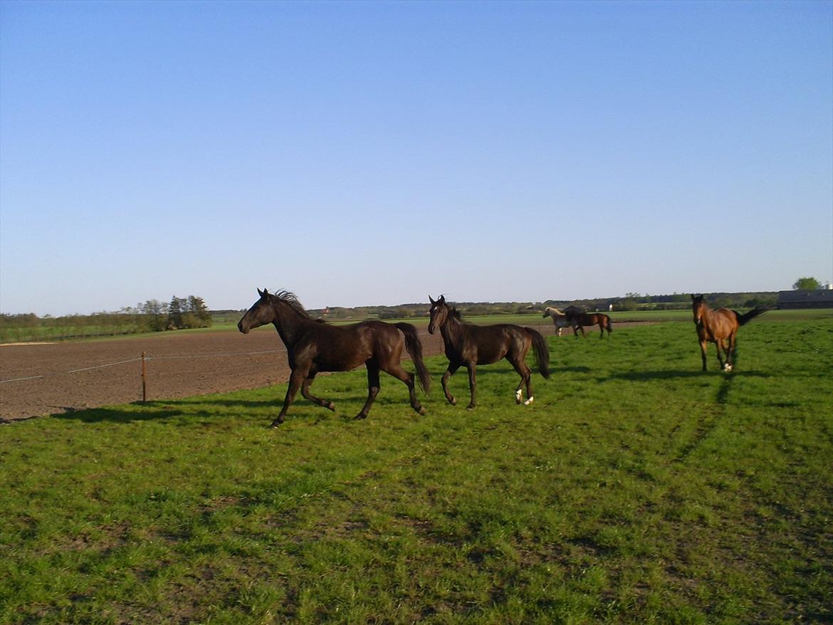 Anden særlig race Engbæks Rosetta billede 6