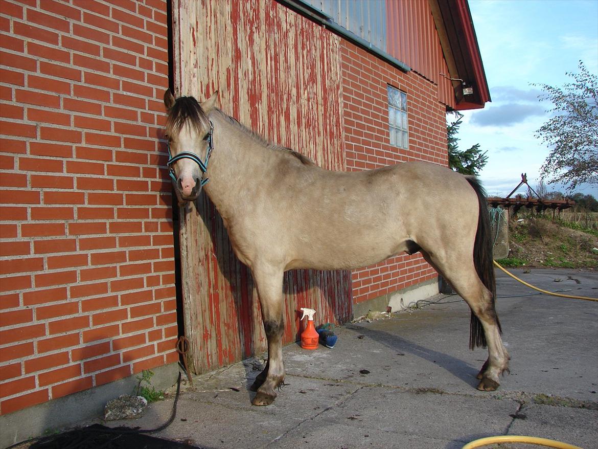 Welsh Mountain (sec A) Skovholms Martello billede 1
