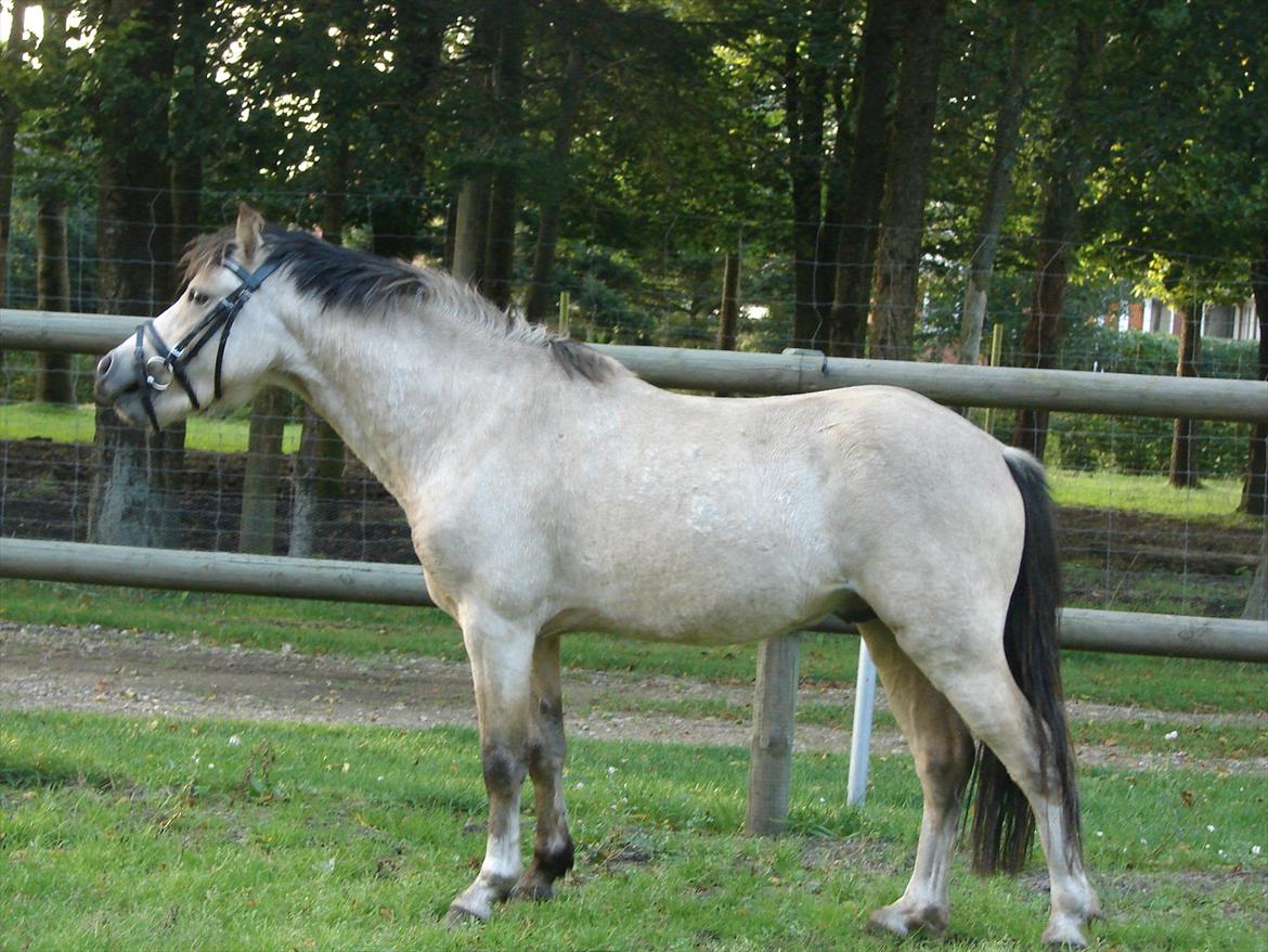 Welsh Mountain (sec A) Skovholms Martello billede 5