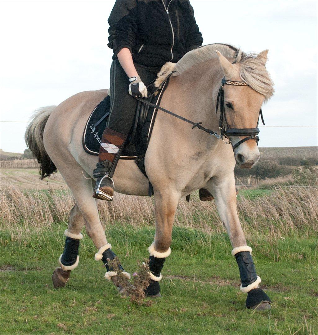 Fjordhest Sally (Lånehest) ~ True Friend ~ - Kom til at bruge en masse penge på nyt gear til prinsessen i efteråret... Thihi... Jeg sys det ser så fint ud..!!  billede 4