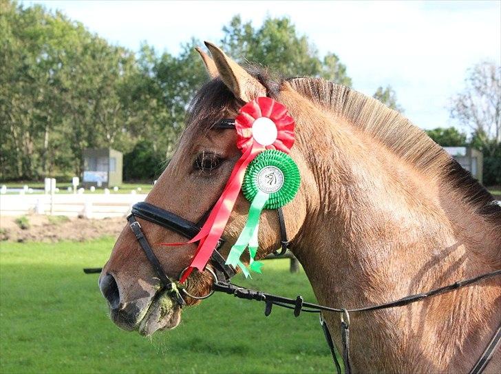 Anden særlig race Rendsborggårds Jonas - 16) MSK billede 16
