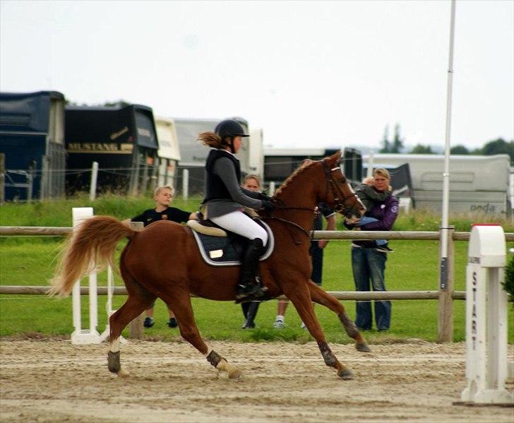 Hollandsk Sportspony Rocko<3A-PONY!!<3 - S* til DM om lørdagen :D 8 fejl! :* billede 5