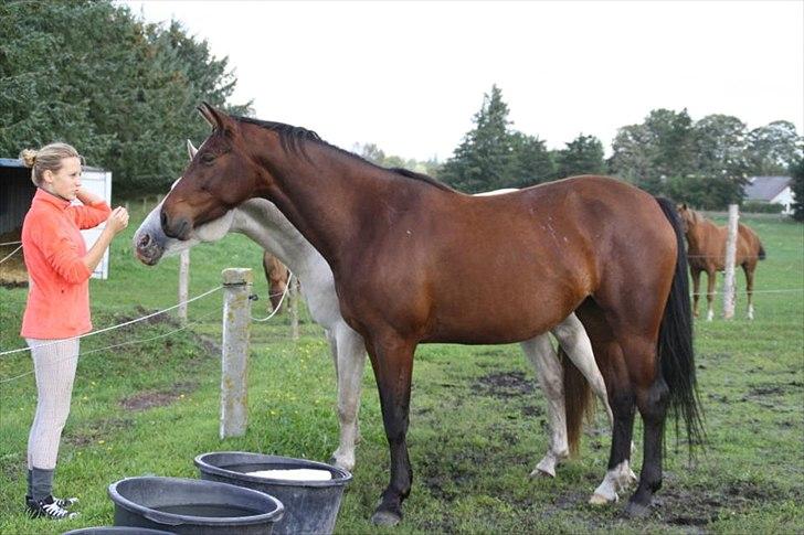 Anden særlig race Ariel - Mig & ariel (y) d. 10/09-2011 - marianne. billede 4