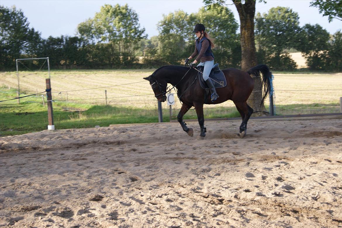 Dansk Varmblod Darrigårdens Leifich billede 5