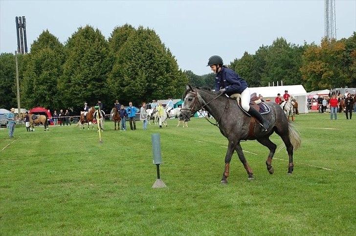 Connemara Bech`s Mallachy solgt billede 14