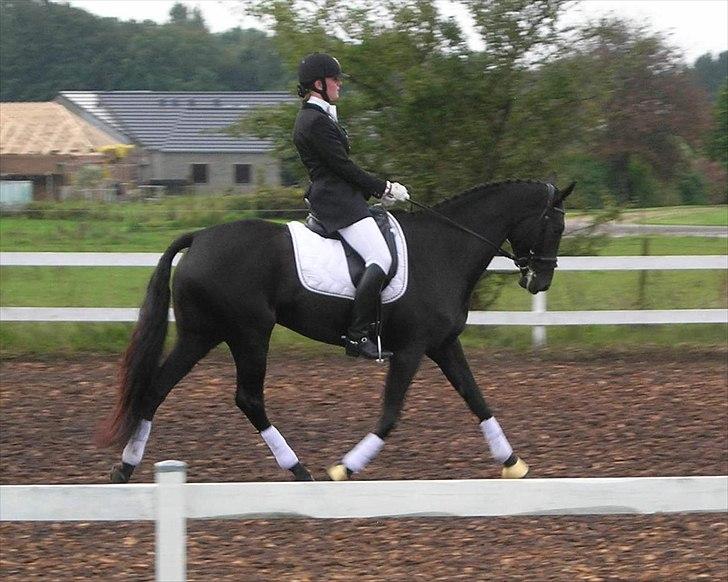 Dansk Varmblod ROCKIE LANDSIG -  Stævne i Jelling Sportsrideklub d. 17/9 - 2011 billede 20