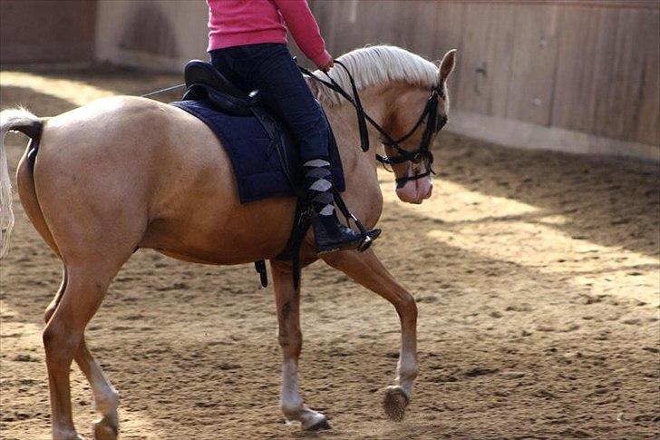 New Forest Beauty R.I.P /red.  -  (Foto : pernille L ) billede 7