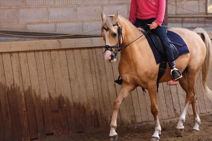 New Forest Beauty R.I.P /red.  - Han er så lækker <3.
 (Foto : pernille L ) billede 11