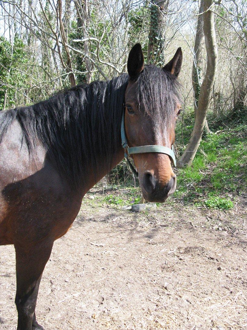 Anden særlig race Dianna billede 1