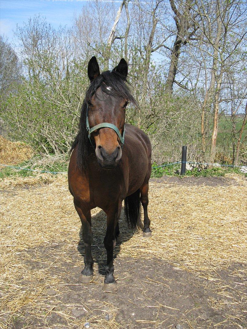 Anden særlig race Dianna billede 2