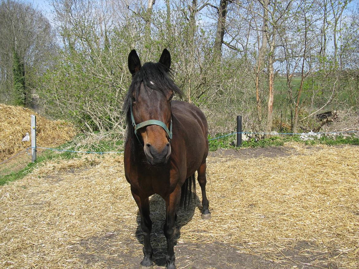 Anden særlig race Dianna billede 3