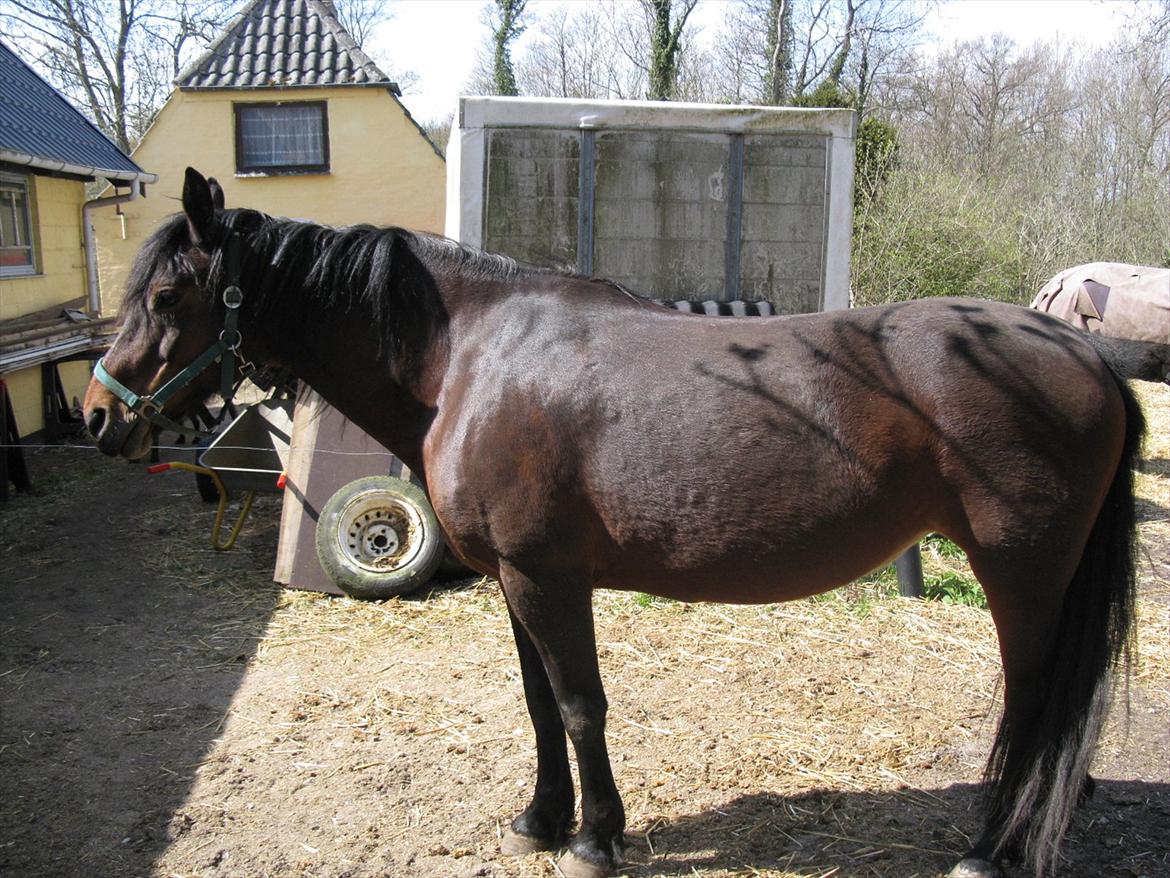 Anden særlig race Dianna billede 4