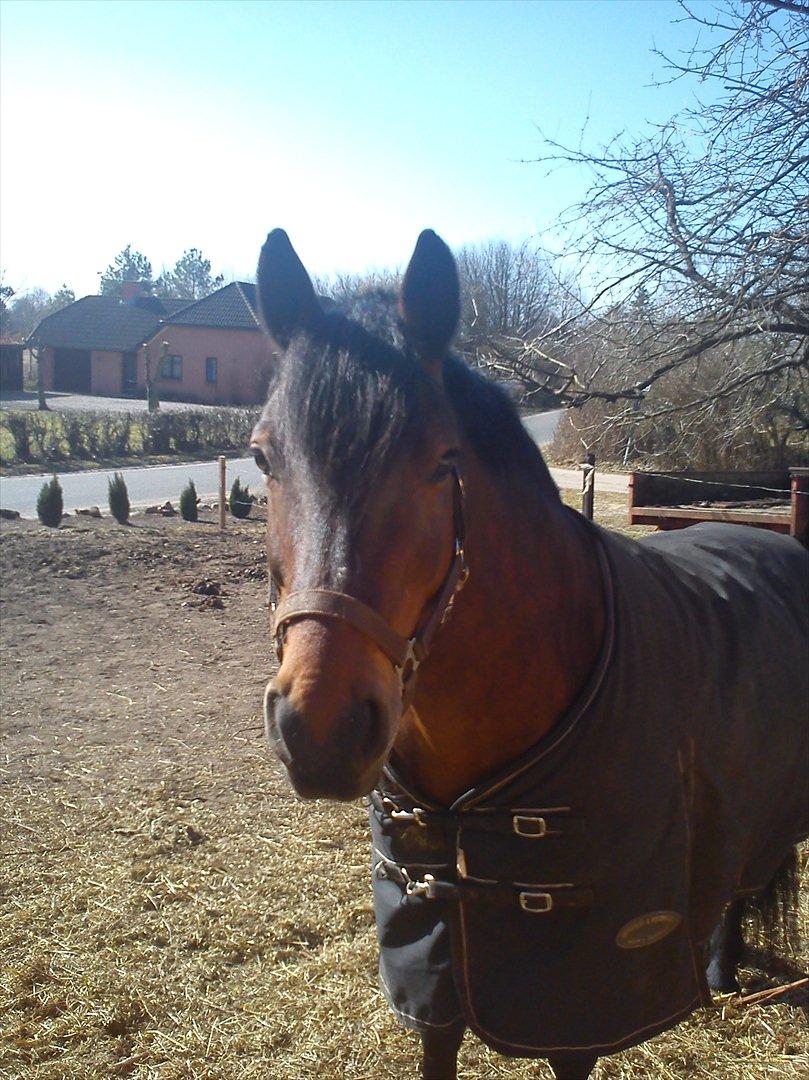 Anden særlig race Dianna billede 6