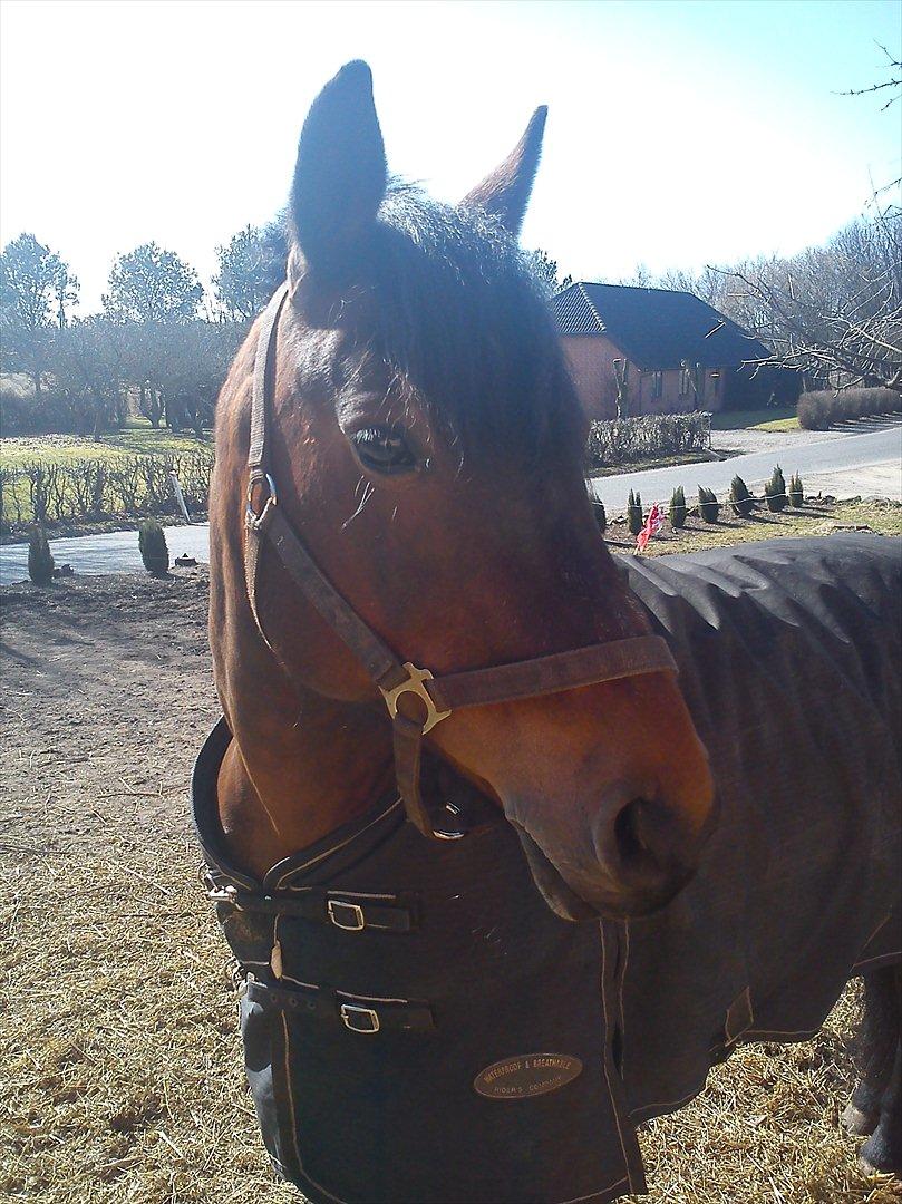 Anden særlig race Dianna billede 7