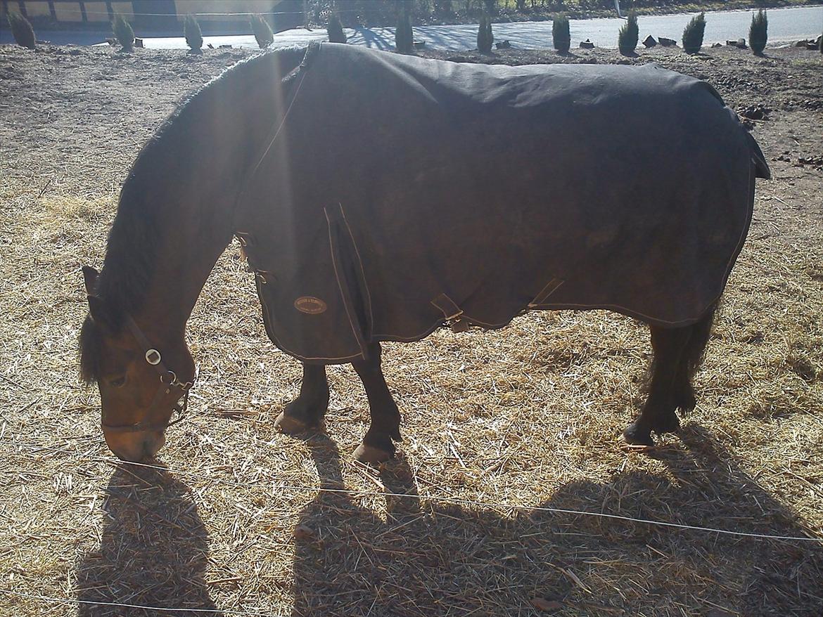 Anden særlig race Dianna billede 8