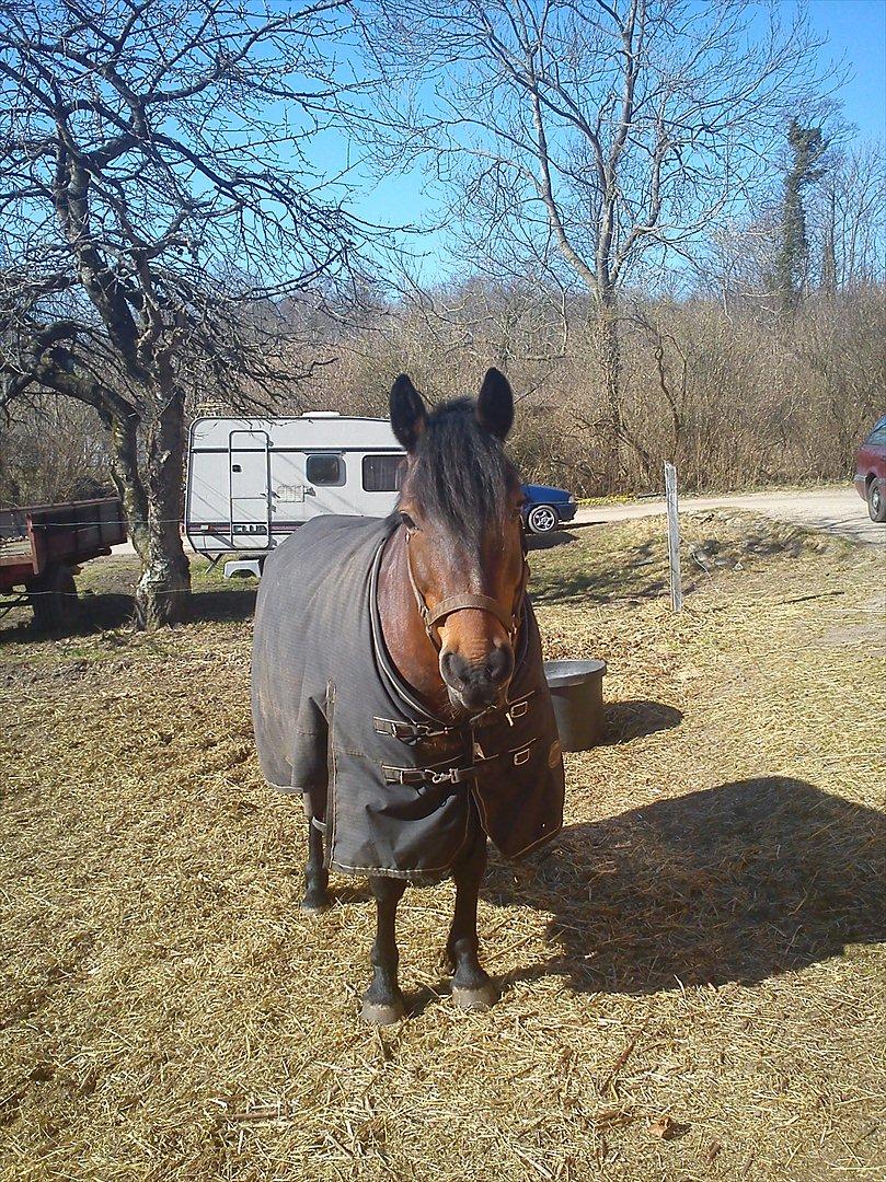 Anden særlig race Dianna billede 9