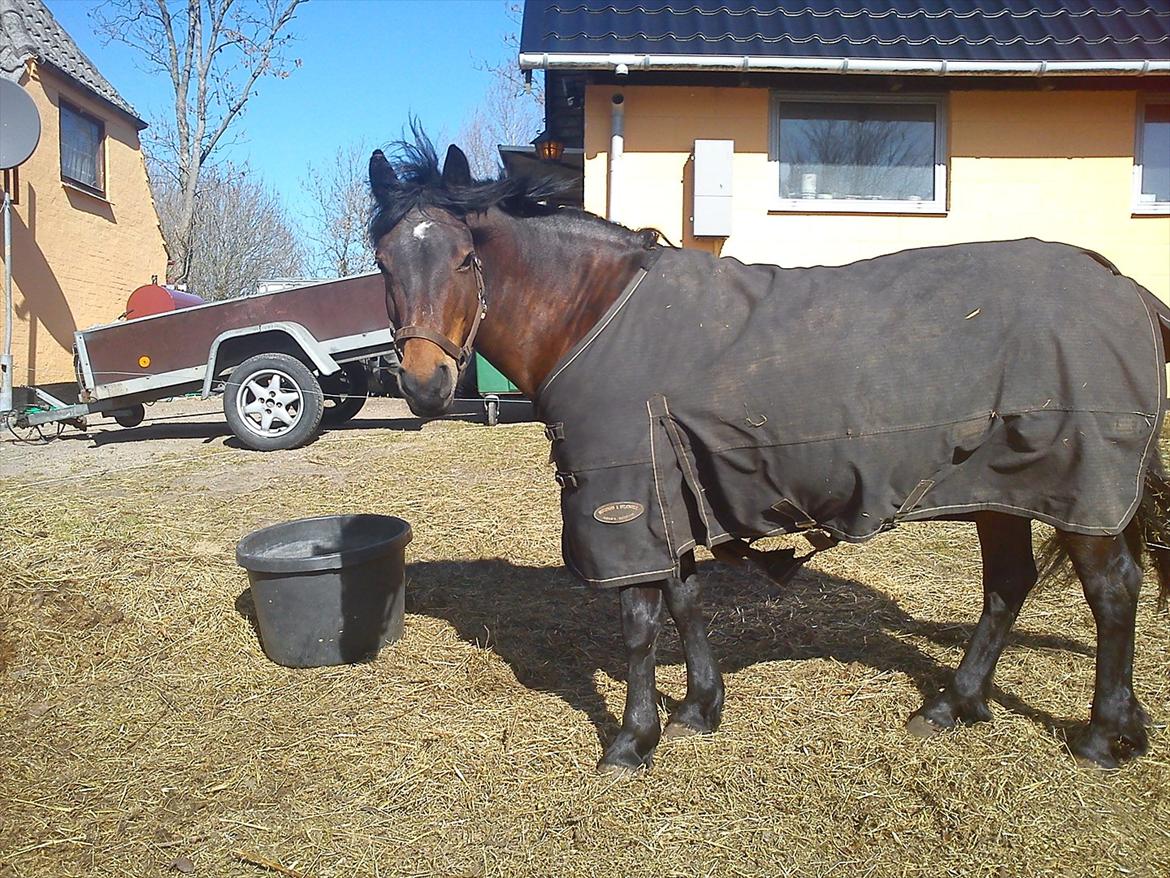 Anden særlig race Dianna billede 10