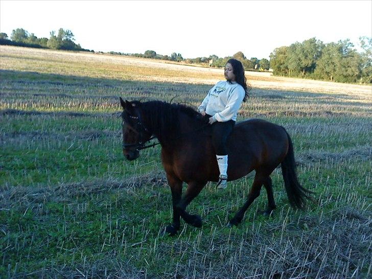 Anden særlig race Dianna billede 11