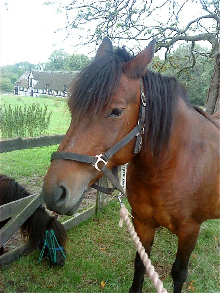 Anden særlig race Dianna billede 13
