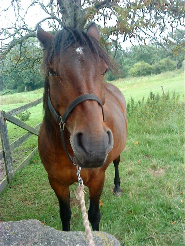 Anden særlig race Dianna billede 14