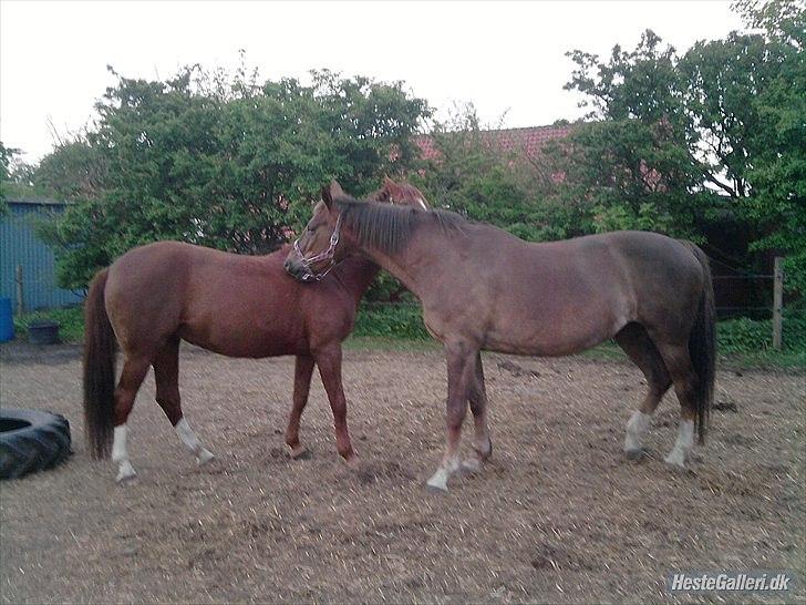 Anden særlig race Miss maja   (død) - Maja og Afroditte. billede 2