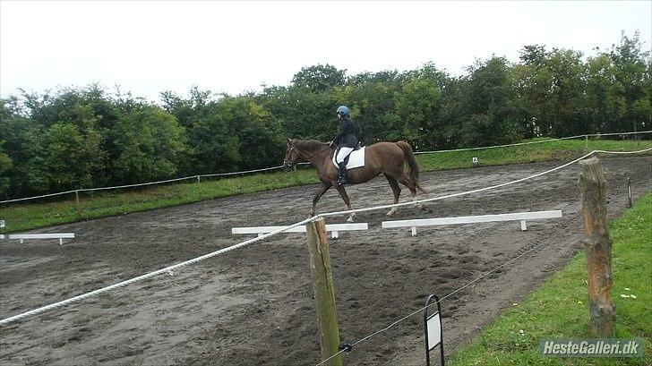 Anden særlig race Miss maja   (død) - vores første stævne billede 11