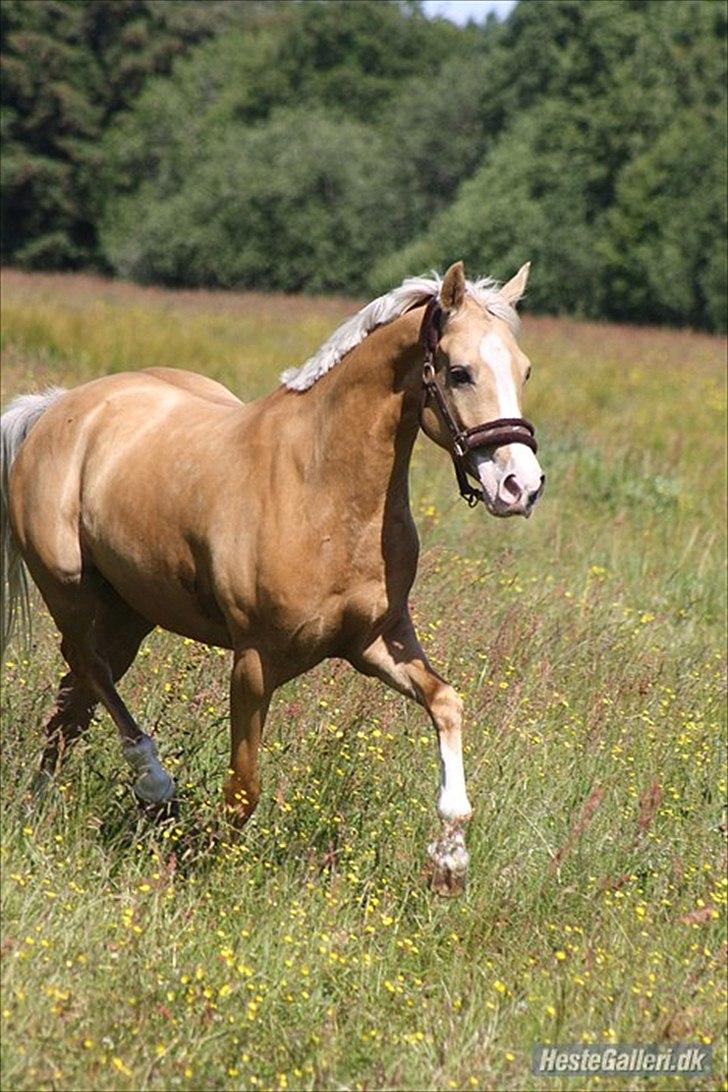 New Forest Beauty R.I.P /red.  - Beauty sommergræs 2011 :)
(foto: Mig) billede 19