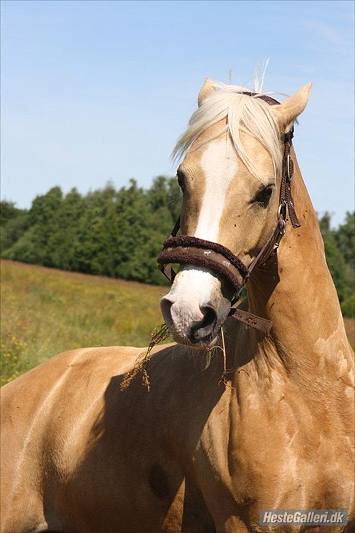 New Forest Beauty R.I.P /red.  - Beauty sommergræs 2011 :)
(foto: Mig) billede 3