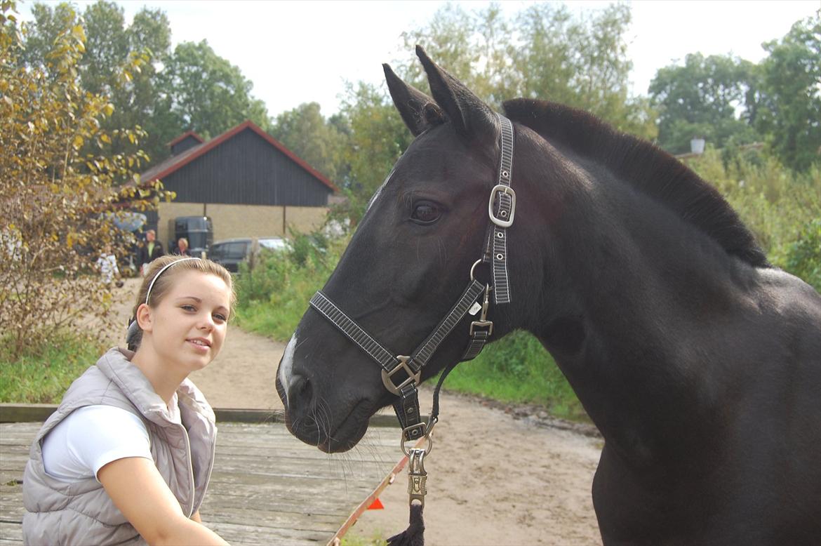Hollandsk Sportspony Lady Black - 7) min fine lille stævne pony, ida havde lige redet og jeg ventede på det blev min tid:-) billede 7