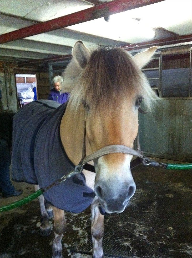 Fjordhest Mister - Min lille charmetrold!<3<3<3 billede 16
