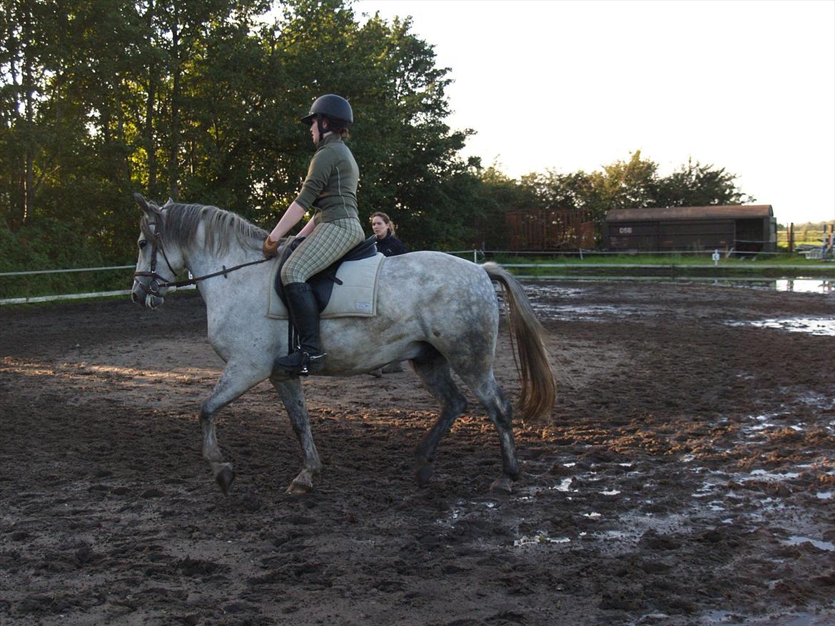 Anden særlig race Søbakkens la Muffa billede 4