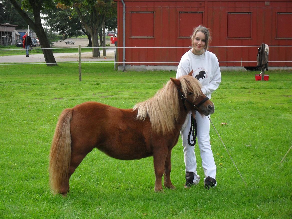 Shetlænder Thorshøjs Vega - Vega 1 år billede 1