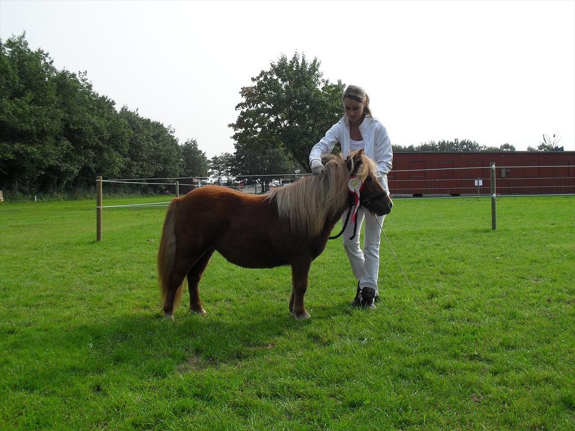 Shetlænder Thorshøjs Vega - Vega 1 år billede 4