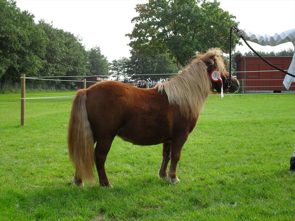 Shetlænder Thorshøjs Vega - Vega 1 år billede 2