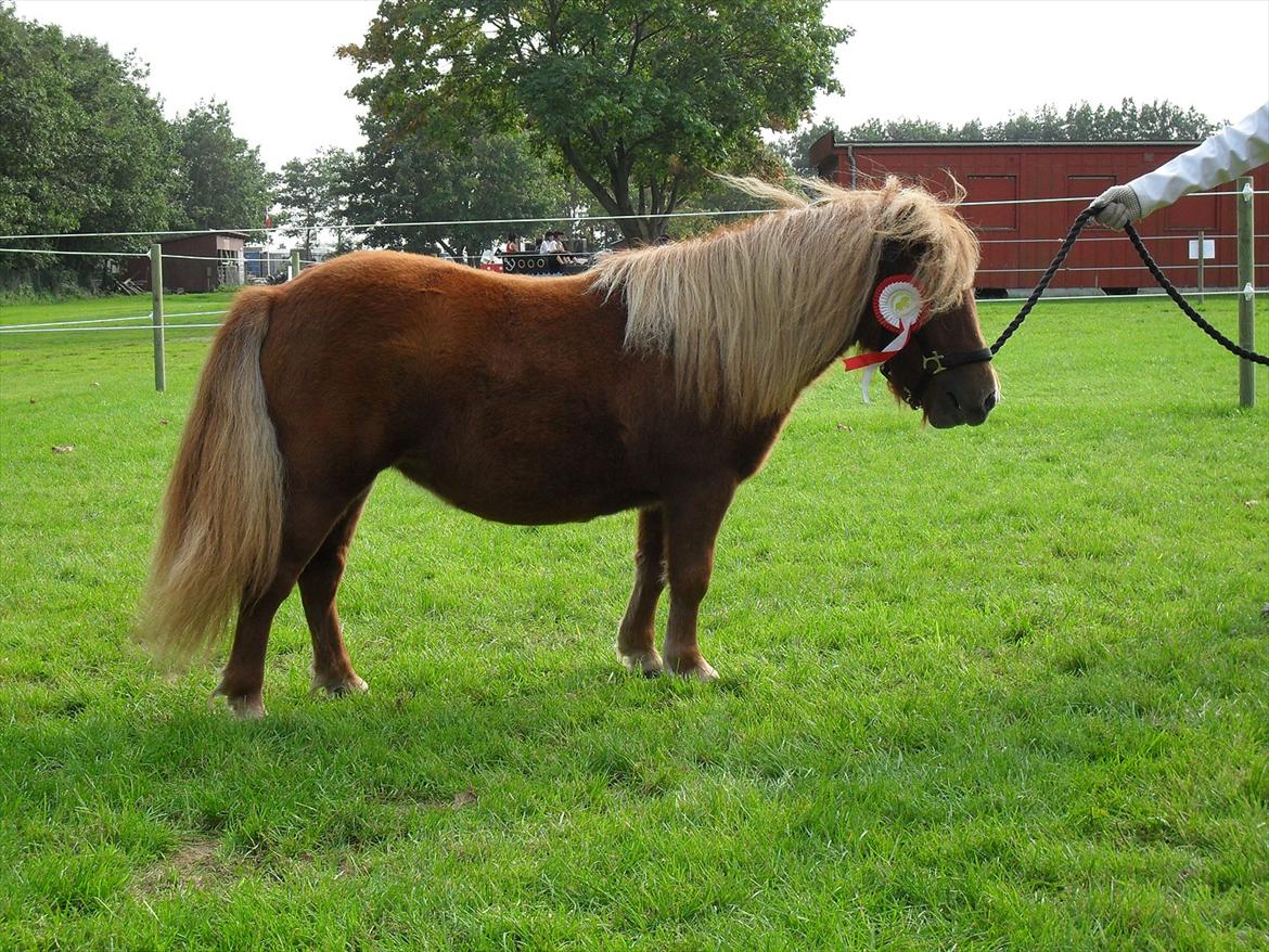 Shetlænder Thorshøjs Vega - Vega 1 år billede 3
