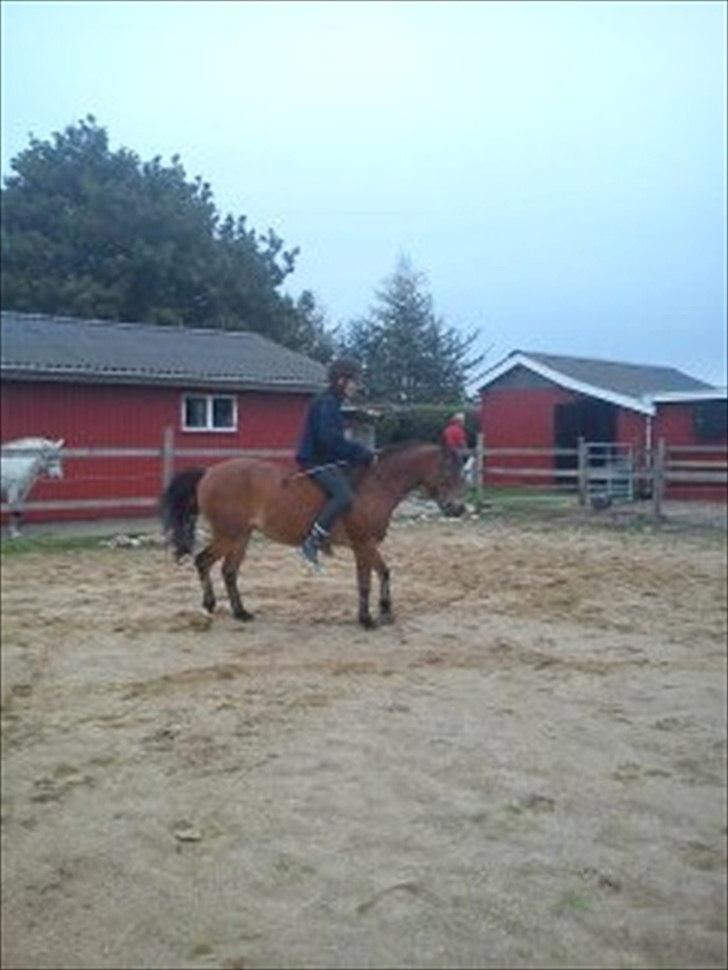 Anden særlig race Maybee. - Nanna og Maybee. 

Maybee, er stædig!! billede 10