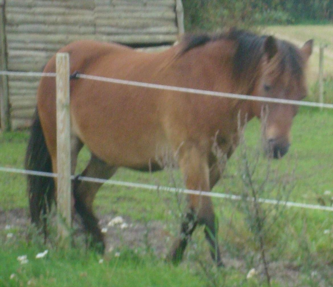 Gotlandsruss Hibiscus billede 19