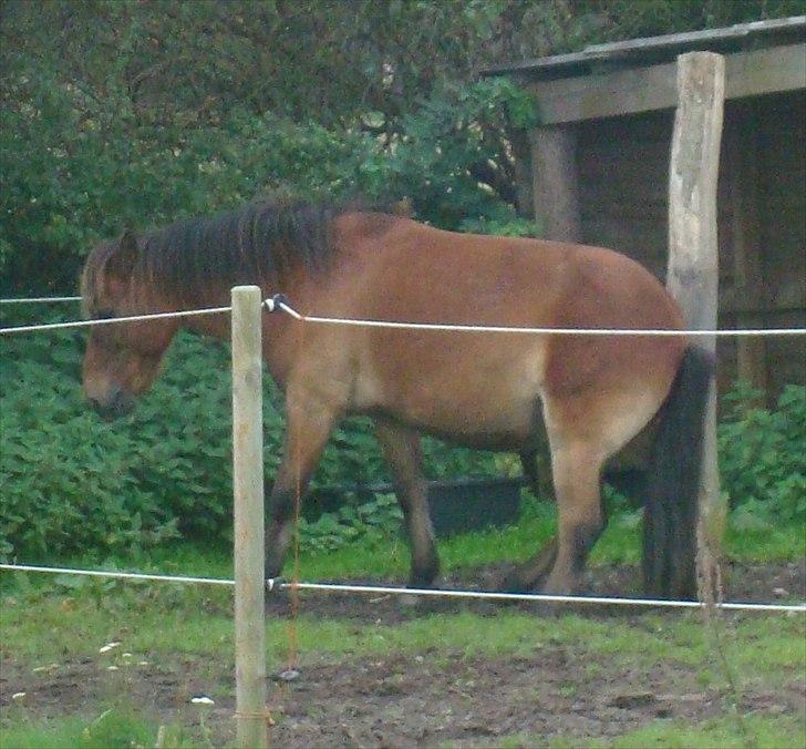 Gotlandsruss Hibiscus billede 20