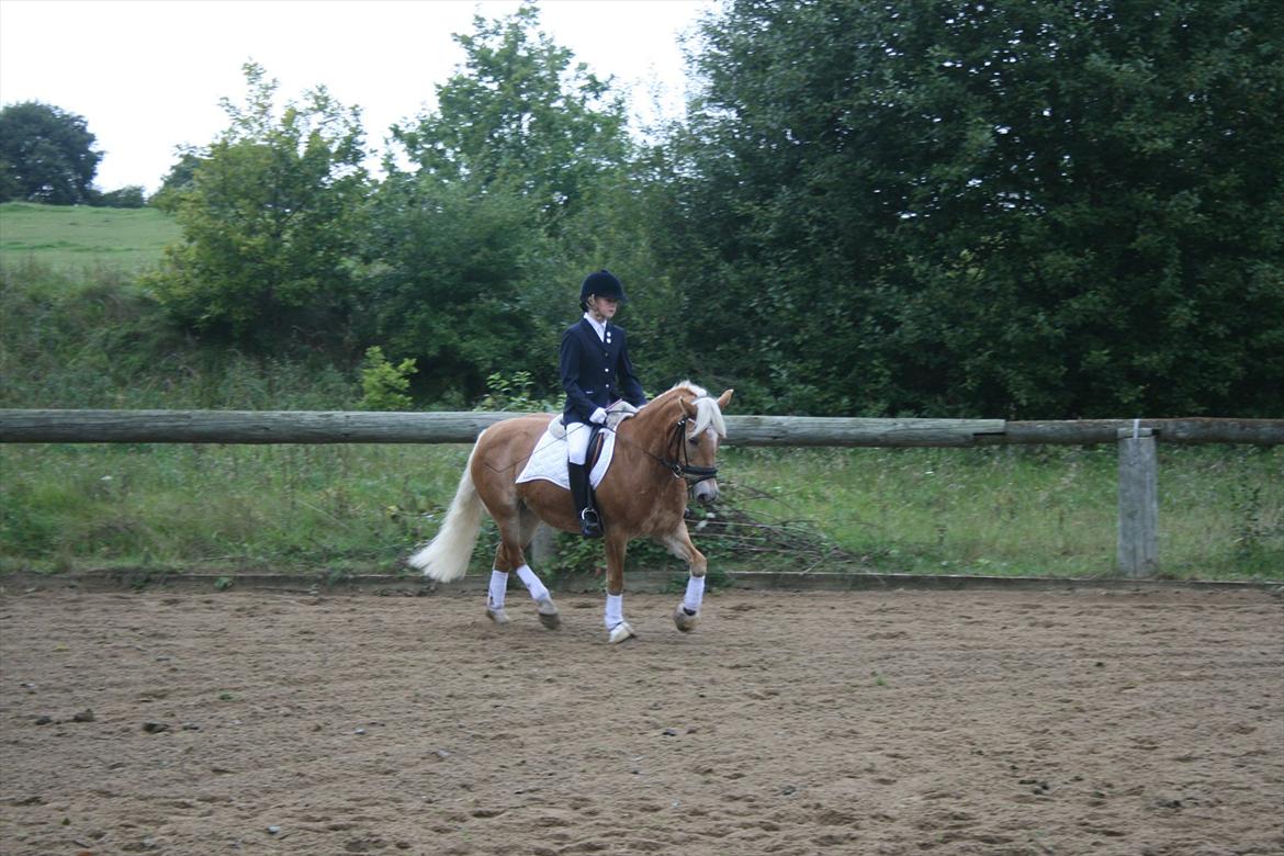 Tyroler Haflinger Kiwi - Dressur stævne d. 17-09-2011.
LC1.

Foto: Leif. billede 17